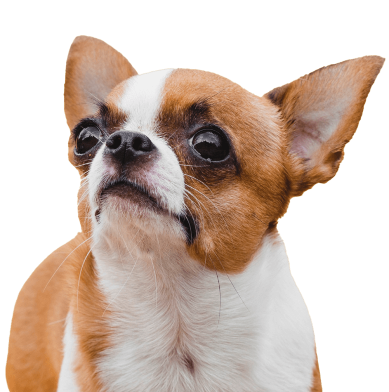 Finn Hill Animal Hospital Team l Veterinarian Kirkland WA, Kenmore WA