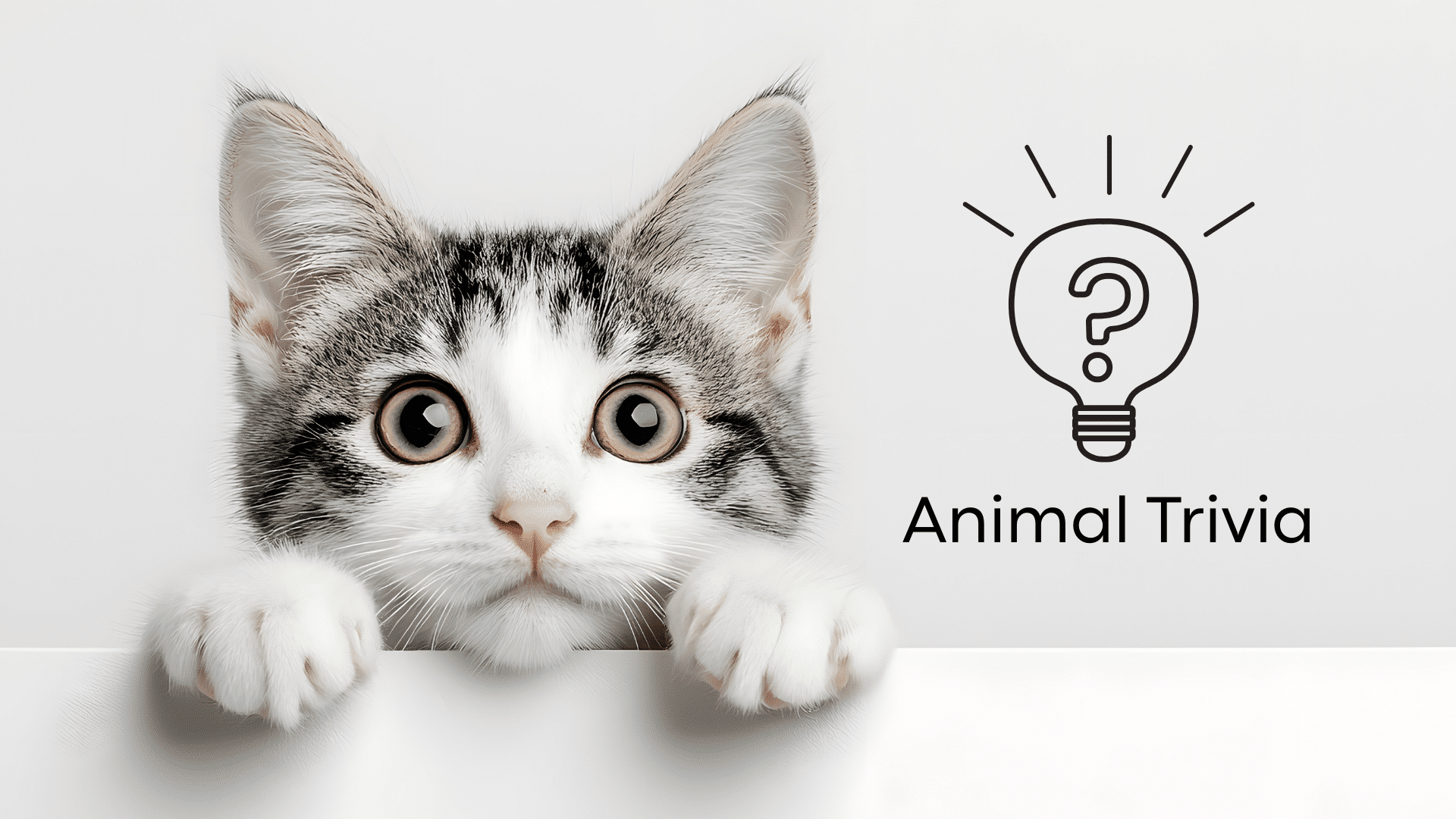 Vet near me quiz for dogs and cats at Finn Hill Animal Hospital in Kirkland