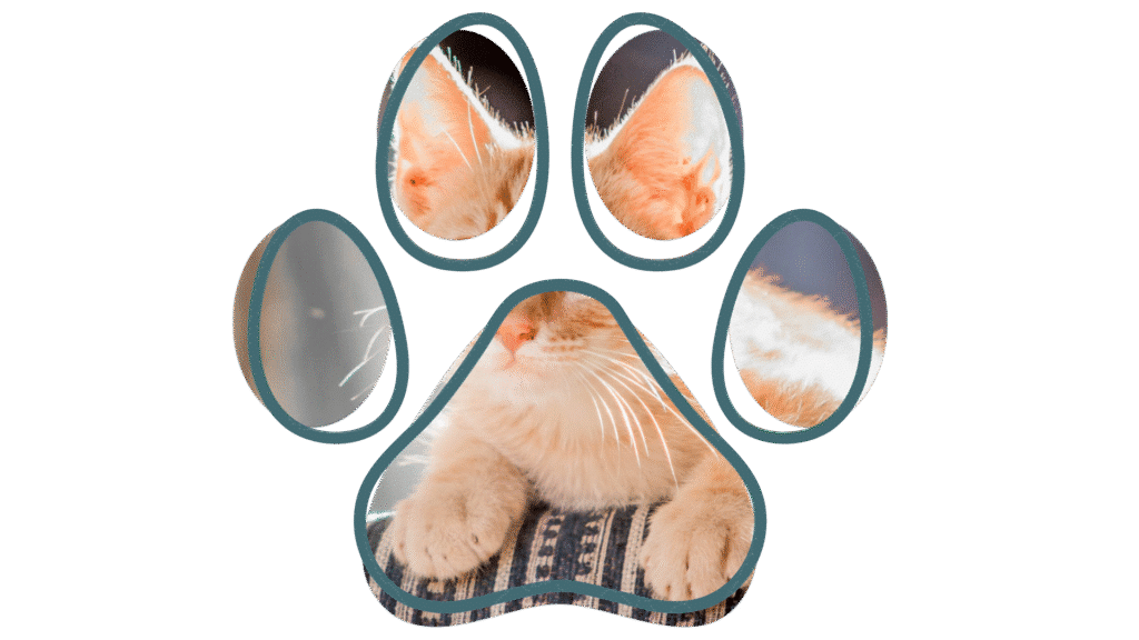 Vet near me at Finn Hill Animal Hospital serving pets in Kirkland