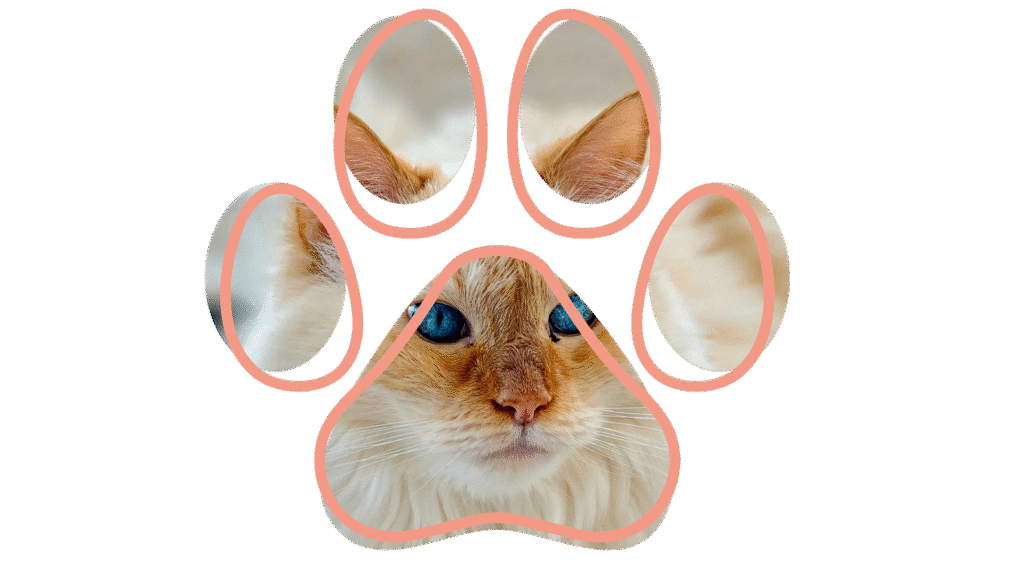 Vet near me dental care for cats at Finn Hill Animal Hospital in Kirkland