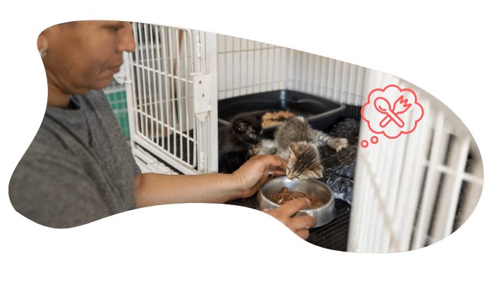 Shelter pet receiving veterinary care at Finn Hill Animal Hospital in Kirkland, WA