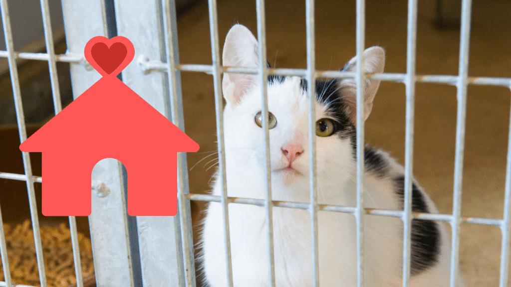 Family adopting a shelter pet with support from Finn Hill Animal Hospital in Kirkland, WA